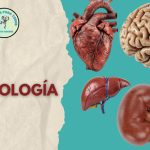 Curso Final de Fisiología