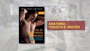 📗 Yokochi Anatomía - 8° edición