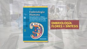 📗 ⁠Embriología Flores + Síntesis